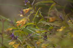 Melampyrum subalpinum