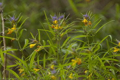 Melampyrum subalpinum