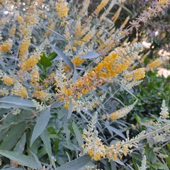 Buddleja madagascariensis