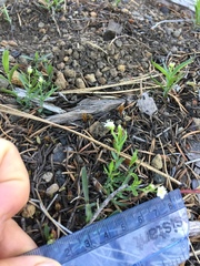 Moehringia