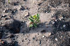 Aspidoglossum heterophyllum