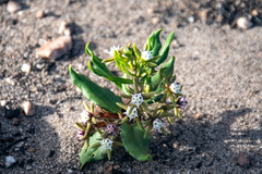 Aspidoglossum heterophyllum