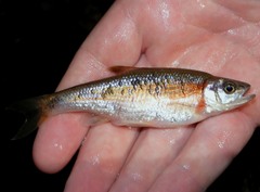 Clinostomus funduloides