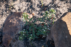 Aspidoglossum heterophyllum
