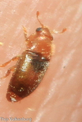 Meligethinus pallidulus
