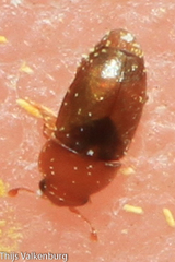 Meligethinus pallidulus