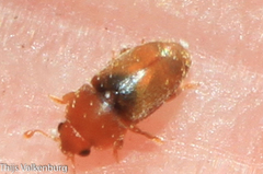 Meligethinus pallidulus
