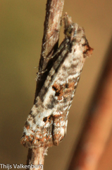 Phtheochroa simoniana