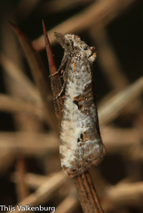 Phtheochroa simoniana