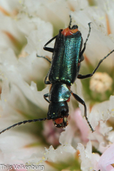 Clanoptilus abdominalis