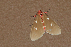 Tinolius eburneigutta