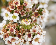 Australomisidia rosea