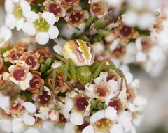 Australomisidia rosea