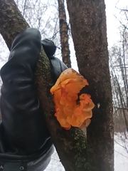 Tremella mesenterica