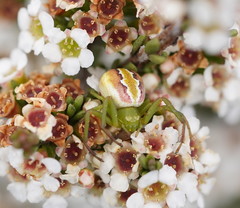 Australomisidia rosea