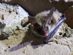 Myotis bechsteinii