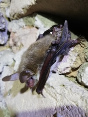 Myotis bechsteinii