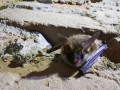 Myotis bechsteinii