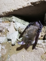 Myotis bechsteinii