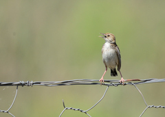 Cisticola textrix