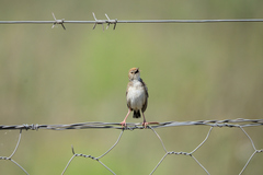 Cisticola textrix
