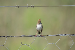 Cisticola textrix