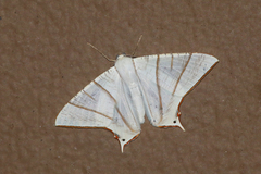 Ourapteryx picticaudata