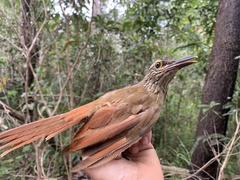 Dendrocolaptes platyrostris