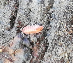 Trichoniscoides machadoi