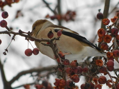 Coccothraustes coccothraustes