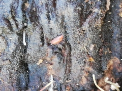 Trichoniscoides machadoi