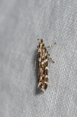 Otonoma anemois