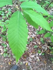 Castanea pumila