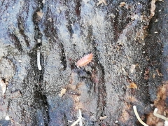 Trichoniscoides machadoi