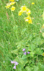Doronicum macrophyllum