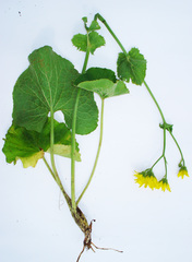 Doronicum macrophyllum