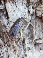 Porcellio dispar