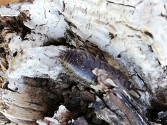 Porcellio dispar