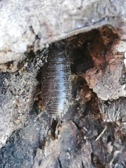 Porcellio dispar