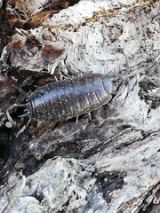 Porcellio dispar
