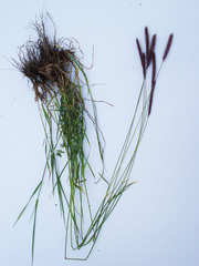 Hordeum brevisubulatum