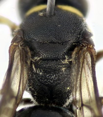 Hylaeus gibbus