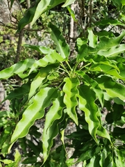 Omphalea celata