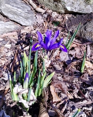 Iris reticulata