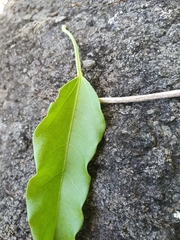 Omphalea celata