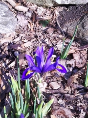 Iris reticulata