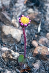 Mairia coriacea