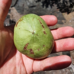Omphalea celata