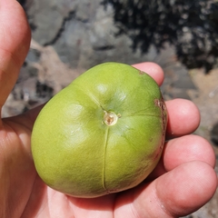 Omphalea celata