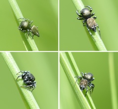 Heliophanus tribulosus